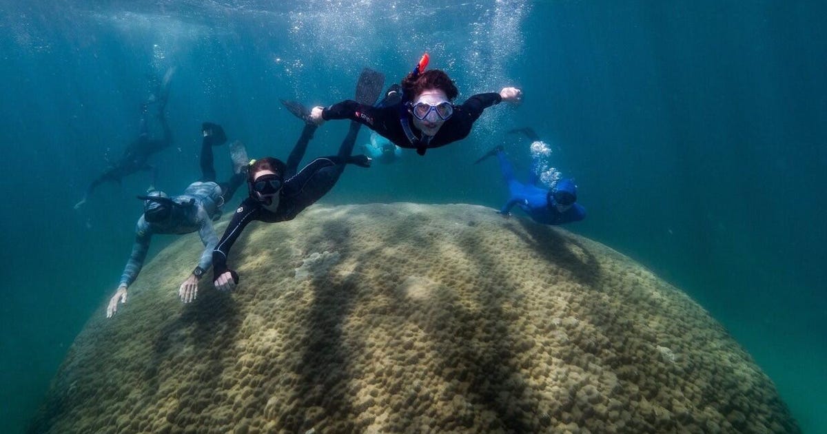 Photo of Le récif de corail vieux de 400 ans est l’un des plus grands jamais découverts dans la Grande Barrière de Corail