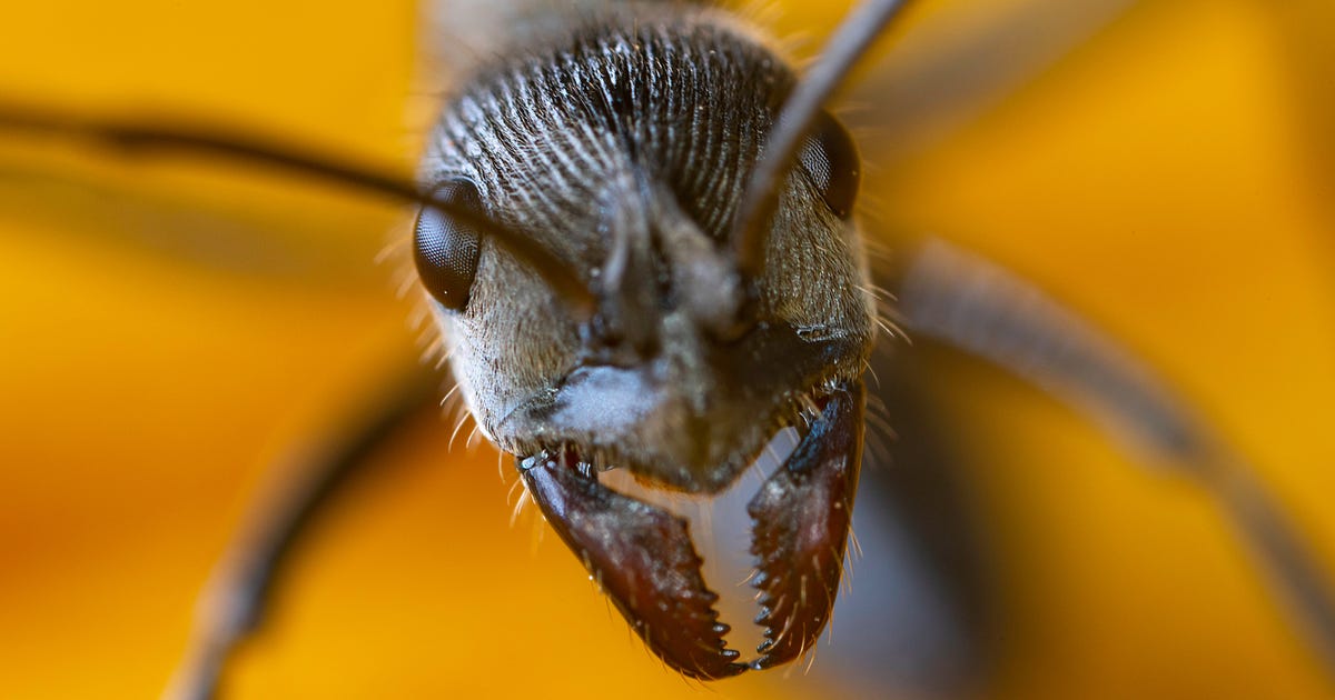 Photo of Vedci odhaľujú tajomstvá super sily zubov mravcov