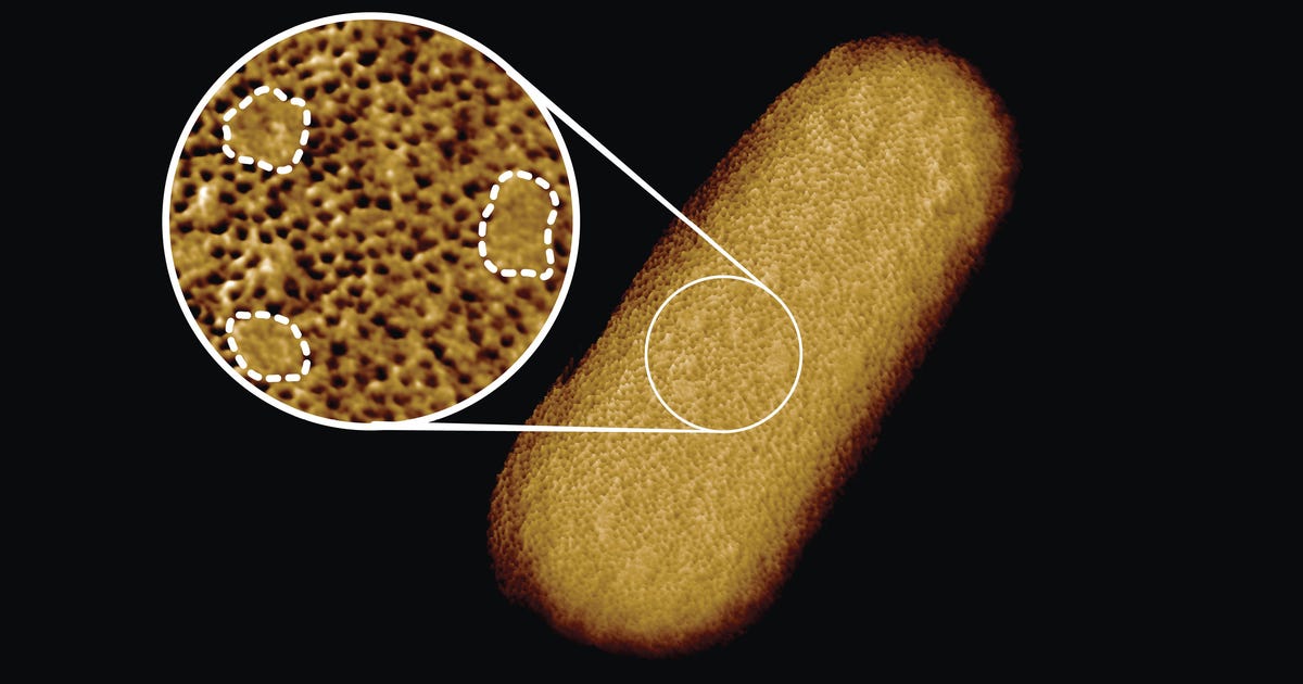 Sharpest ever images of living bacteria reveal unexpected membrane structure - CNET