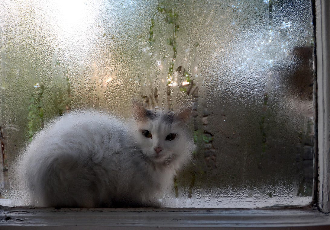 A cat looks through a window with condensation