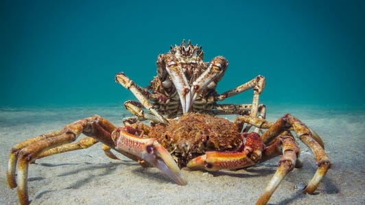 A ravenous unmolted spider crab fiercely feasting upon a freshly molted crab.