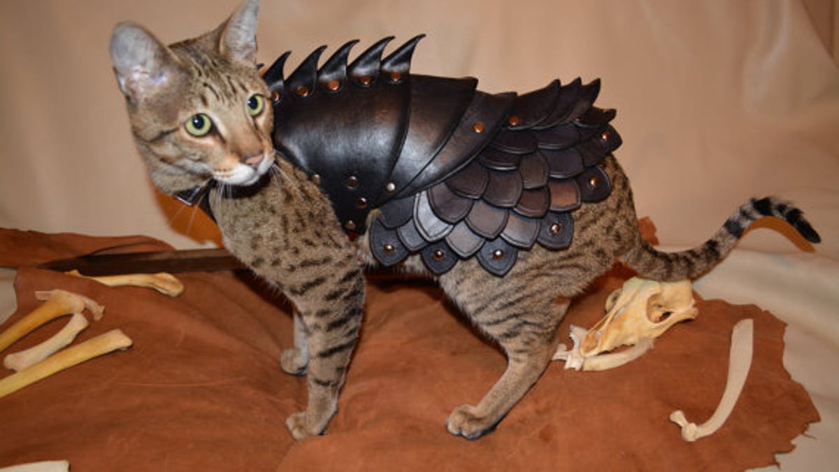 Cat in battle armor 
