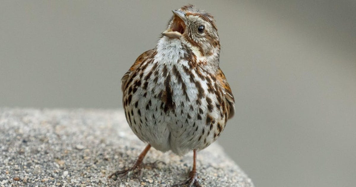 song-sparrows-curate-and-shuffle-their-playlists-like-a-bird-version-of-spotify