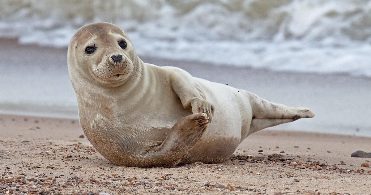 Gray seals clap underwater to communicate, study finds