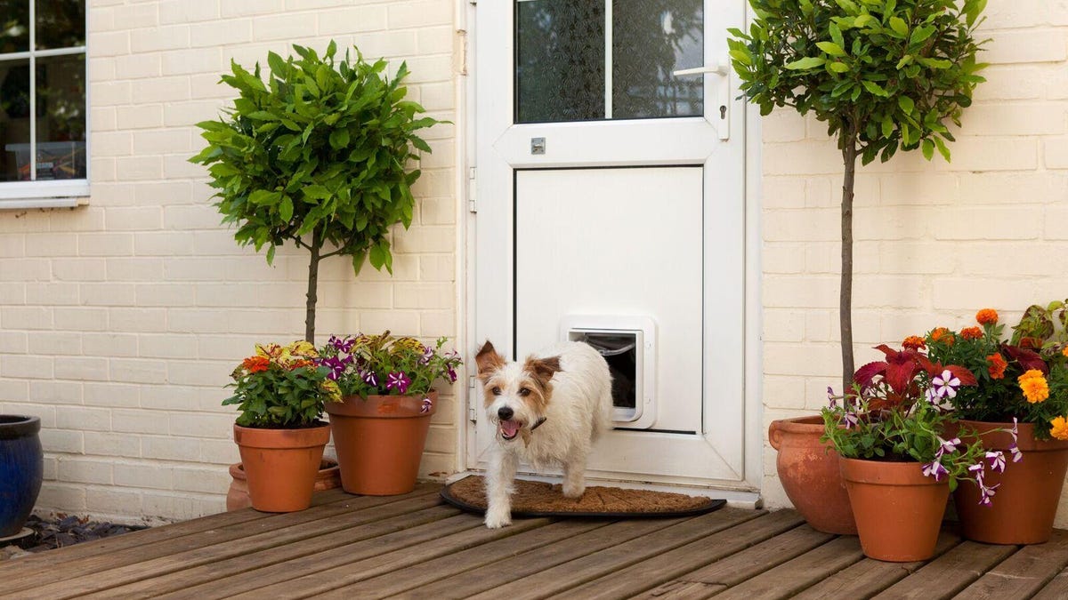 BARKSBAR Plastic Dog Door, Medium - Chewy.com