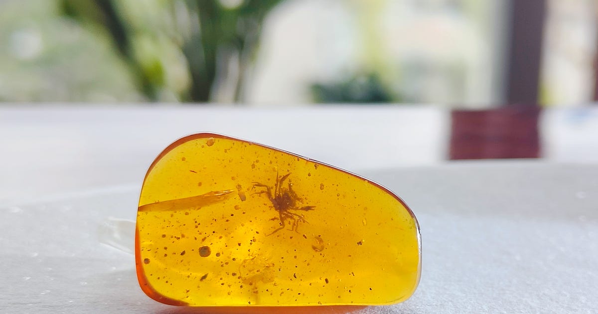 100-million-year old crab in amber rewrites ancient crustacean history - CNET