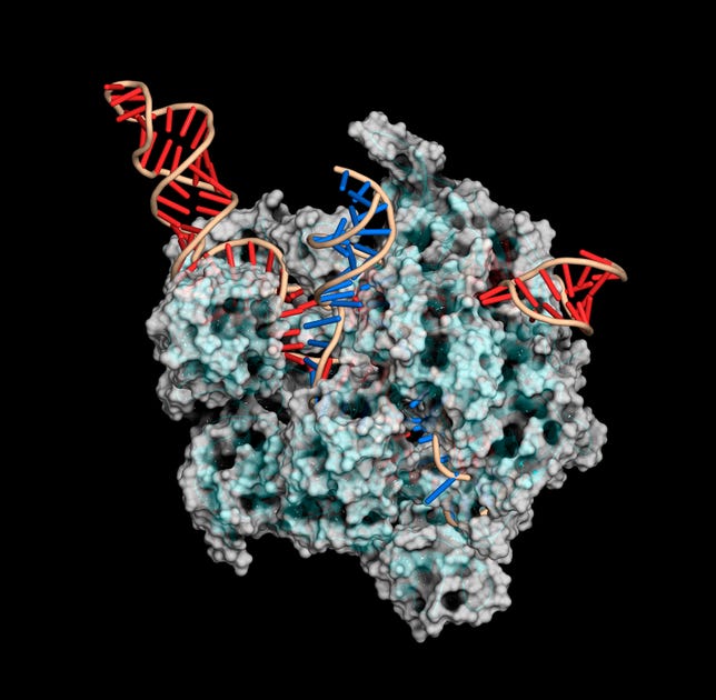 CRISPR-Cas9 gene editing complex