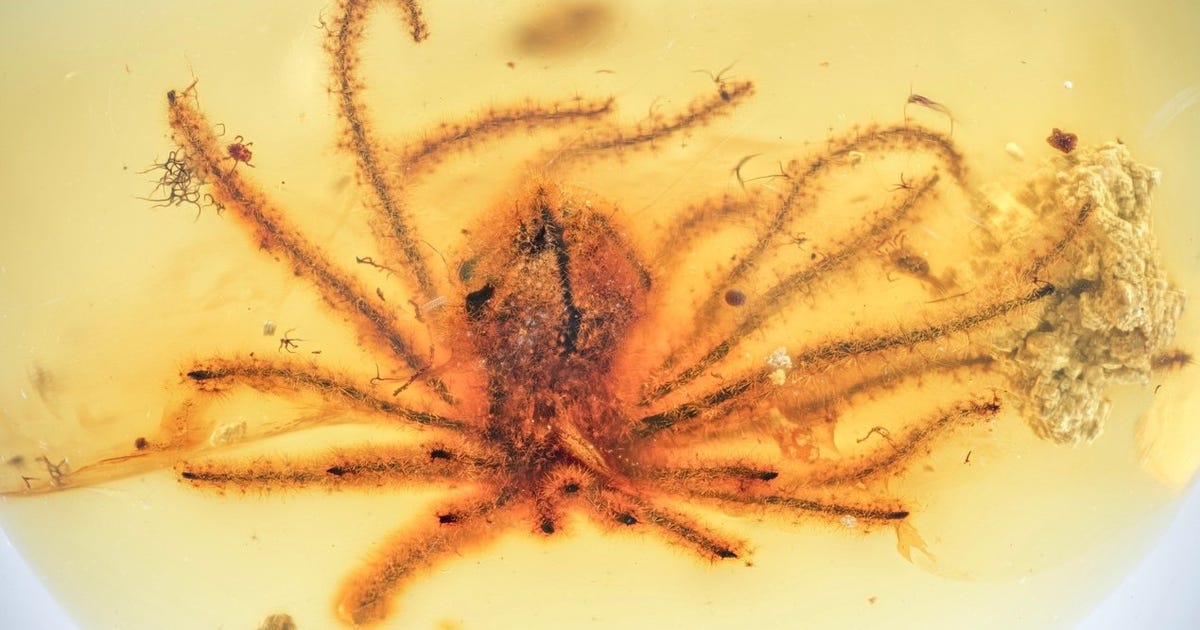 Ammira fiori squisiti conservati nell’ambra di 100 milioni di anni