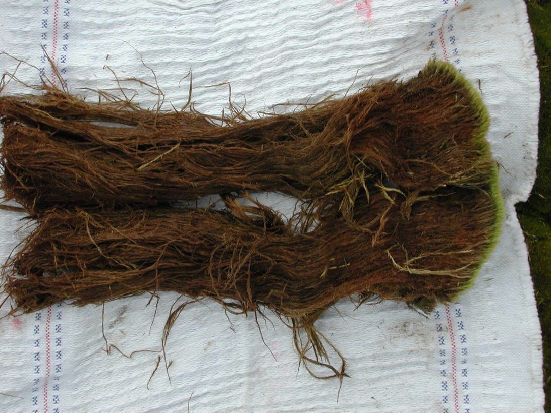 A moss core