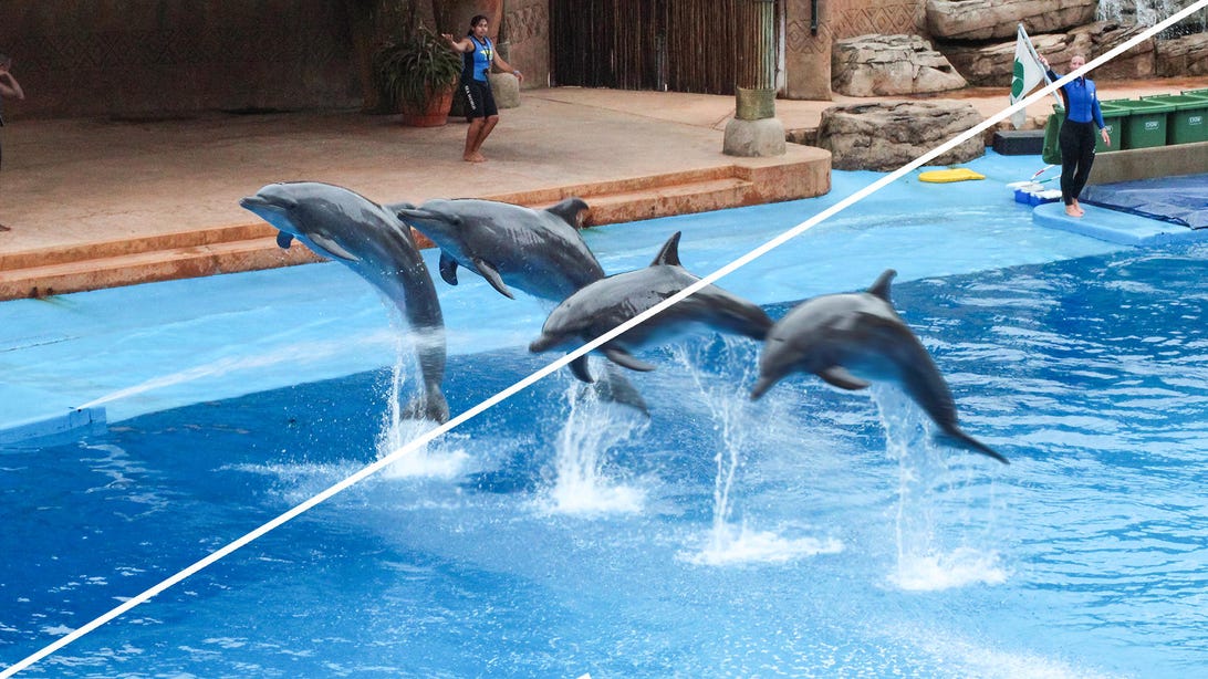 dolphin-motion-blir-2019-redux