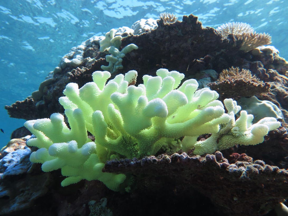 Dying coral reefs are being saved by automation
                        A team of researchers is developing a solution using robotics and manufacturing techniques to help grow a million new corals each year.