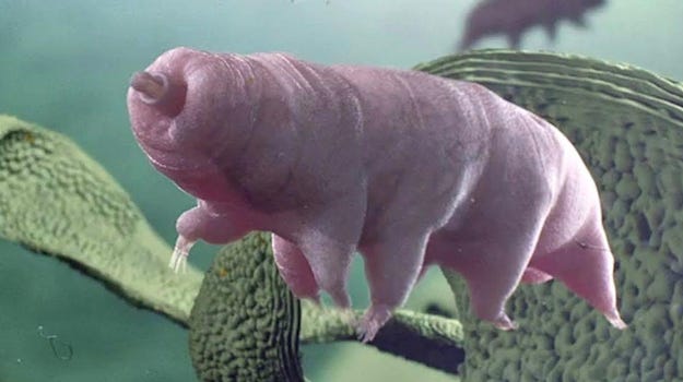Super-tough  tardigrades fired from a gun to test their invincibility
