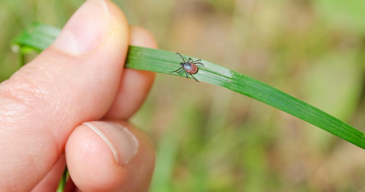Why ticks are on the rise this year and how to protect yourself from Lyme disease - CNET