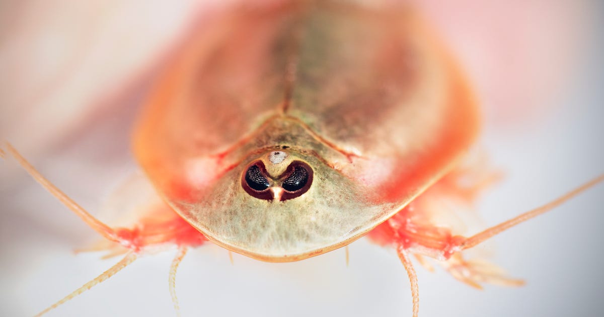 Hundreds of weird three-eyed ‘dinosaur shrimp’ spotted at national monument – CNET