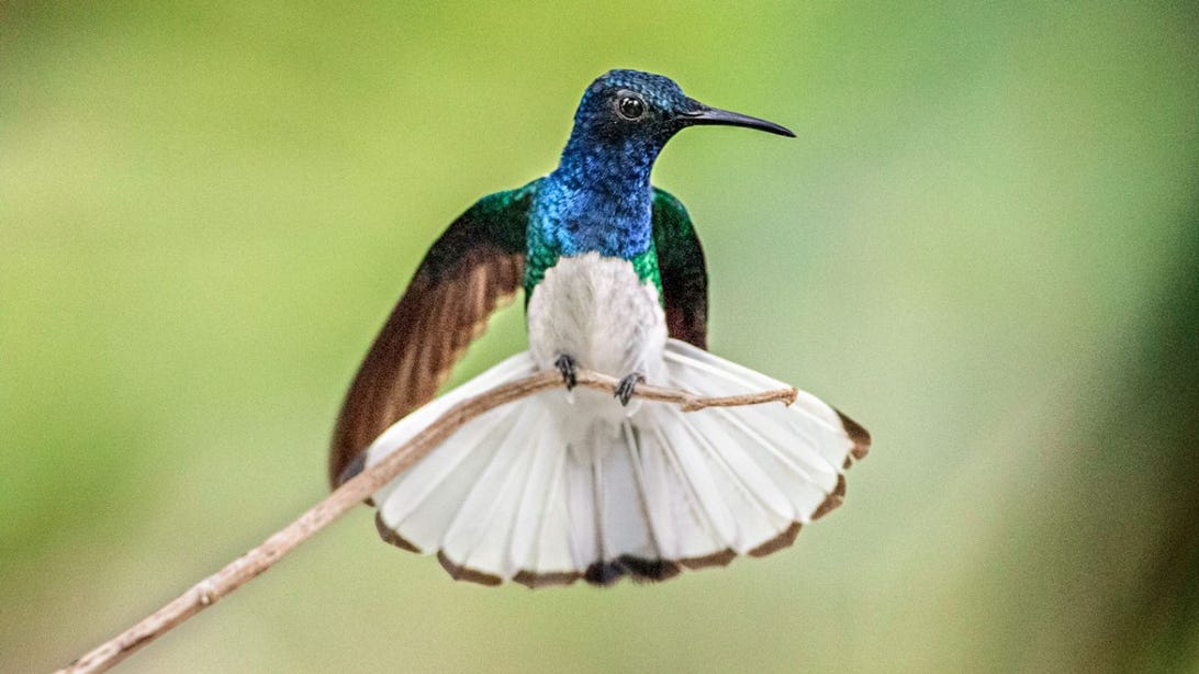 0826-hummingbird