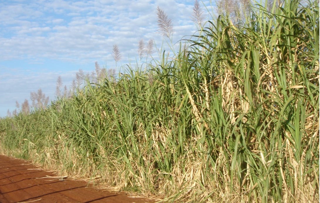 Brazillian sugar cane