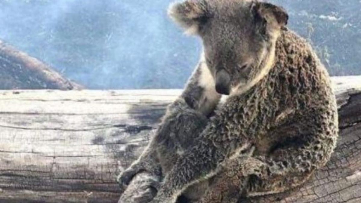 Australia S Fires Have Killed Over A Billion Animals Here S How To Help Cnet