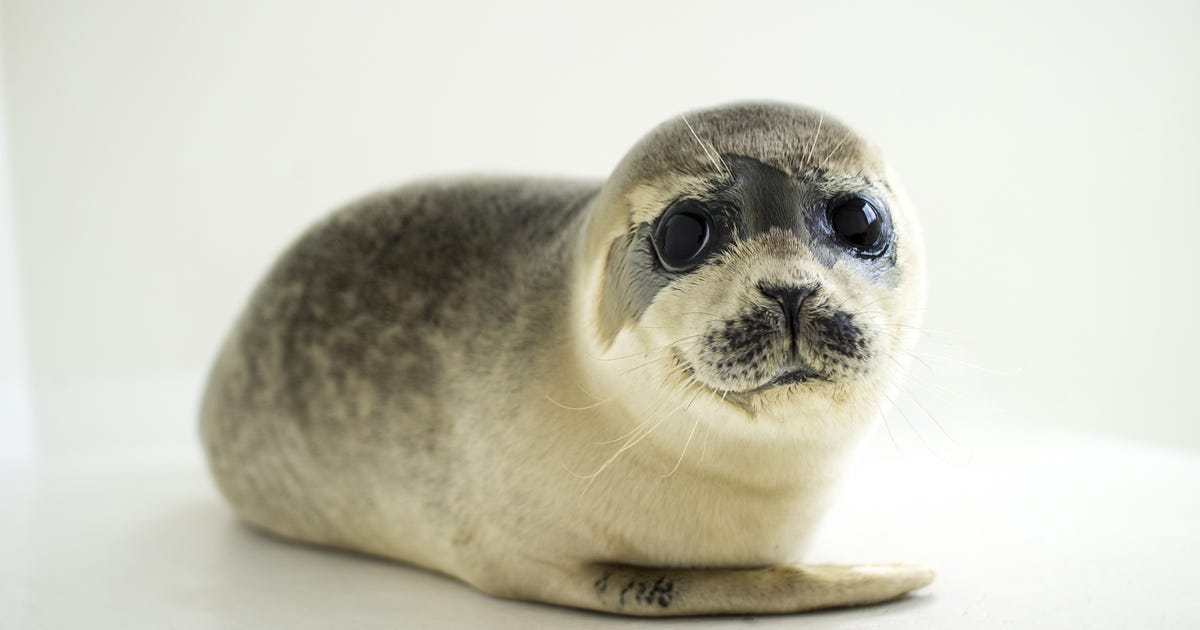 Como los humanos, las crías de foca pueden cambiar su tono de voz