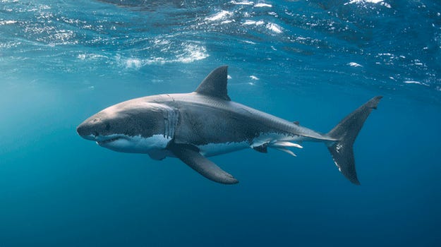 Mysterious event nearly wiped out all sharks on Earth
