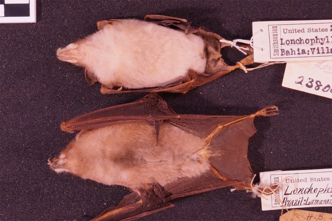 bats1.jpg