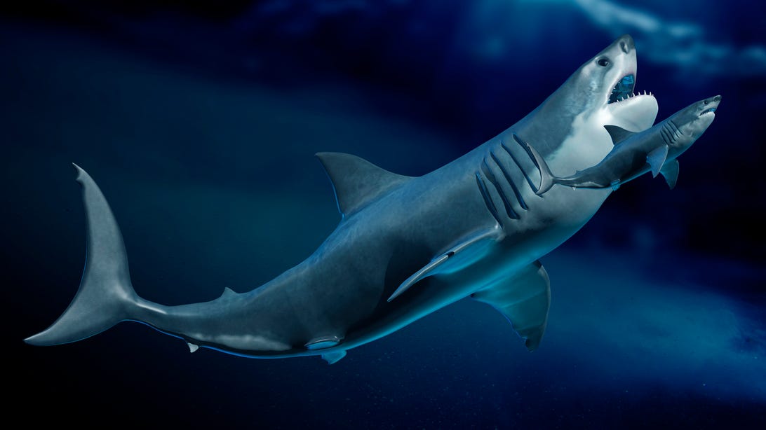 Illustration of a megalodon next to a great white shark