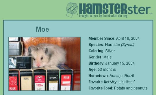 hamsterster.jpg
