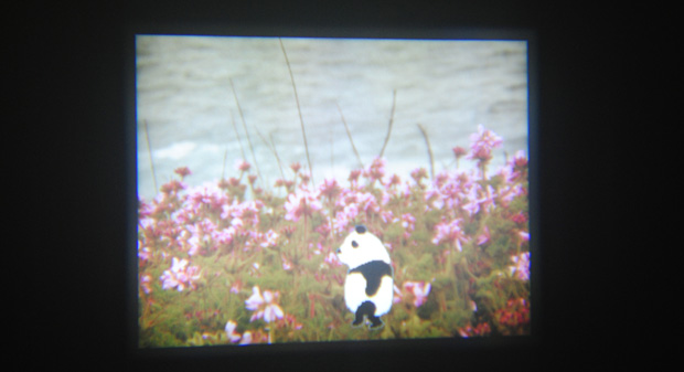 The panda animation on the Nikon Coolpix S1000pj