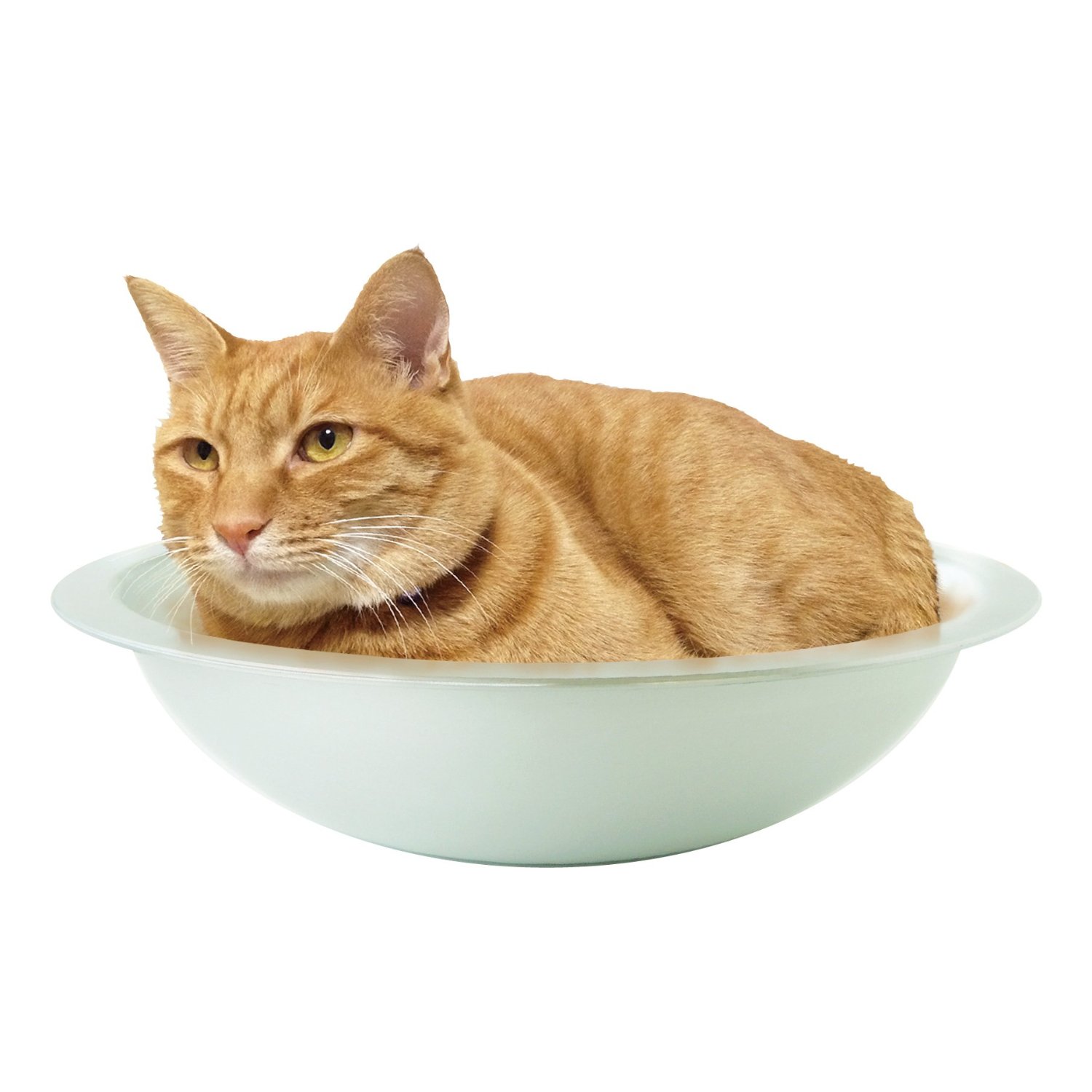 Pussy Cat in bowl