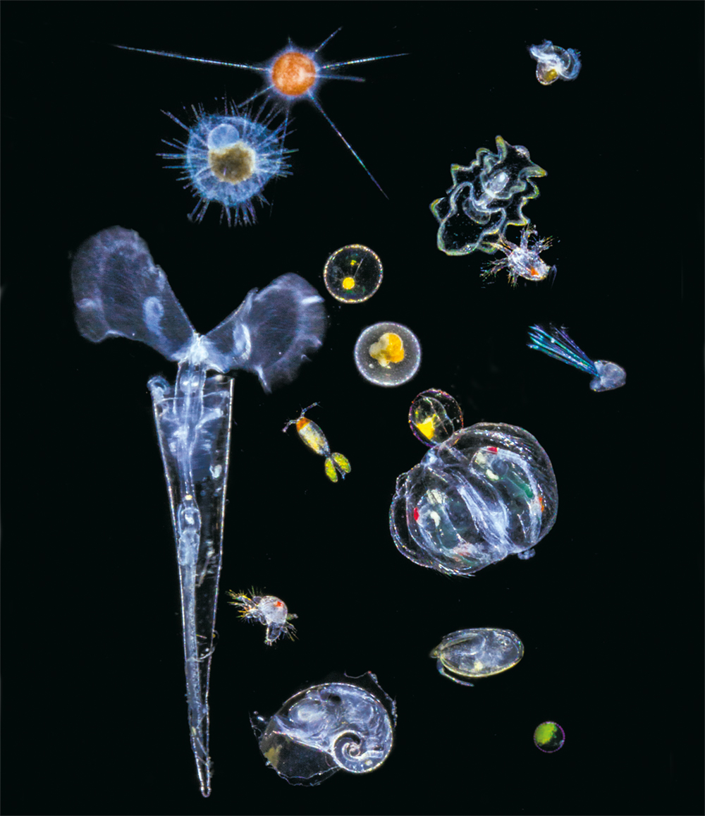 plankton16.jpg