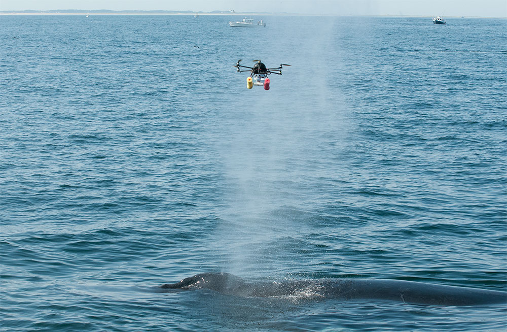 drone-whale-study.jpg