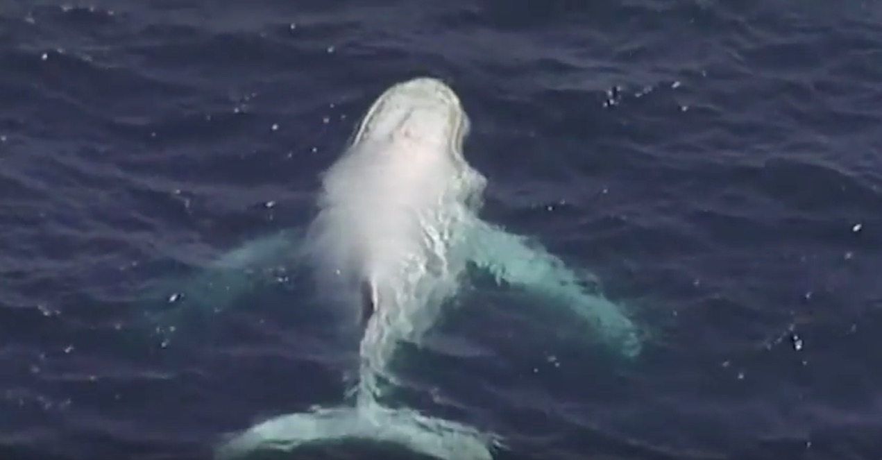 albino-humpback-whale.jpg