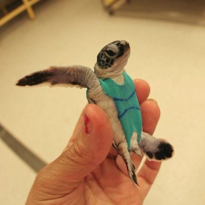 sea-turtle-swimsuit.jpg
