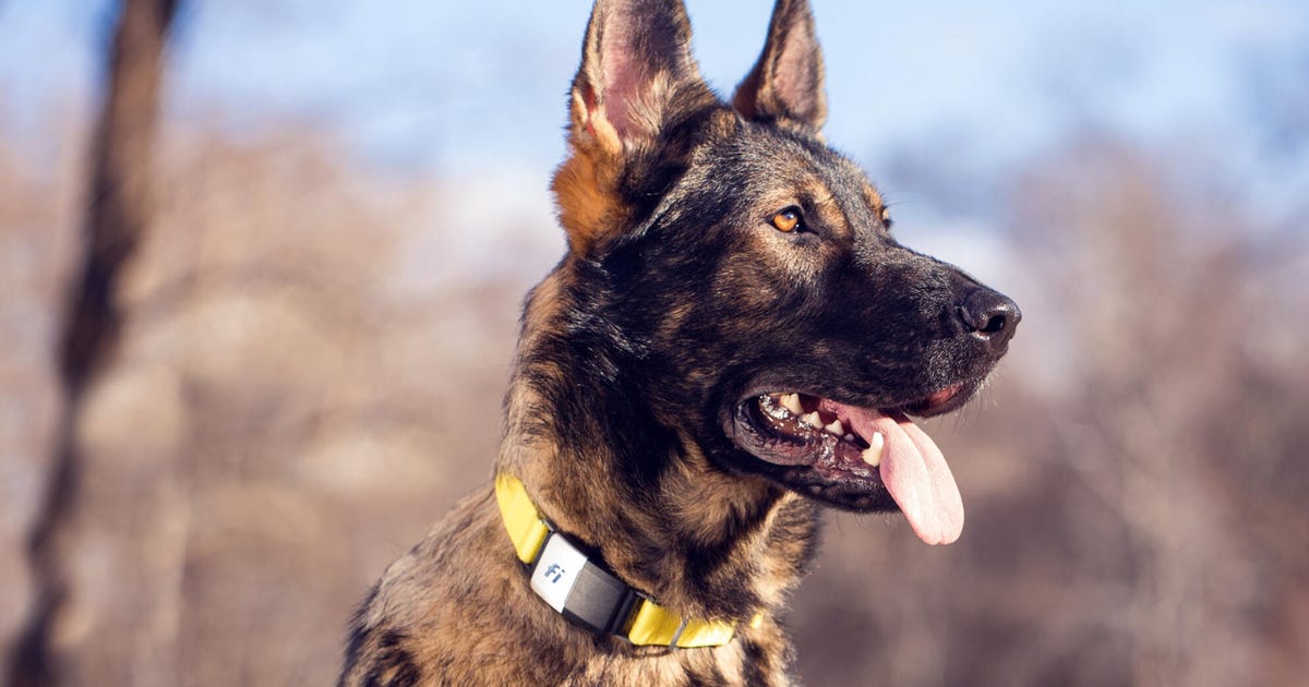 Get a Fi Series 2 GPS dog collar for $74 (save $75) - CNET