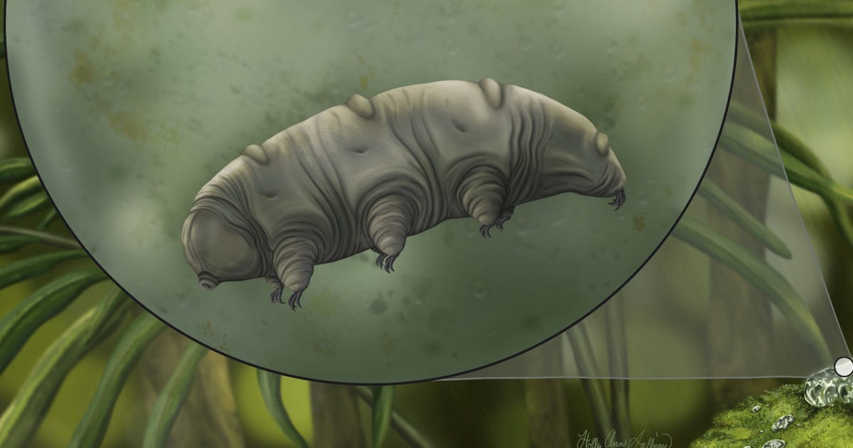 Tardigrade trapped in 16-million-year-old amber a 'once in a generation' find - CNET