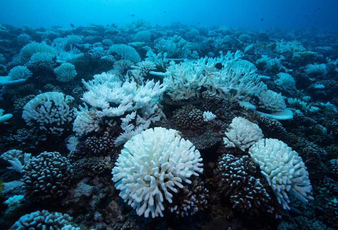Coral Bleaching on the Great Barrier Reef in Australia