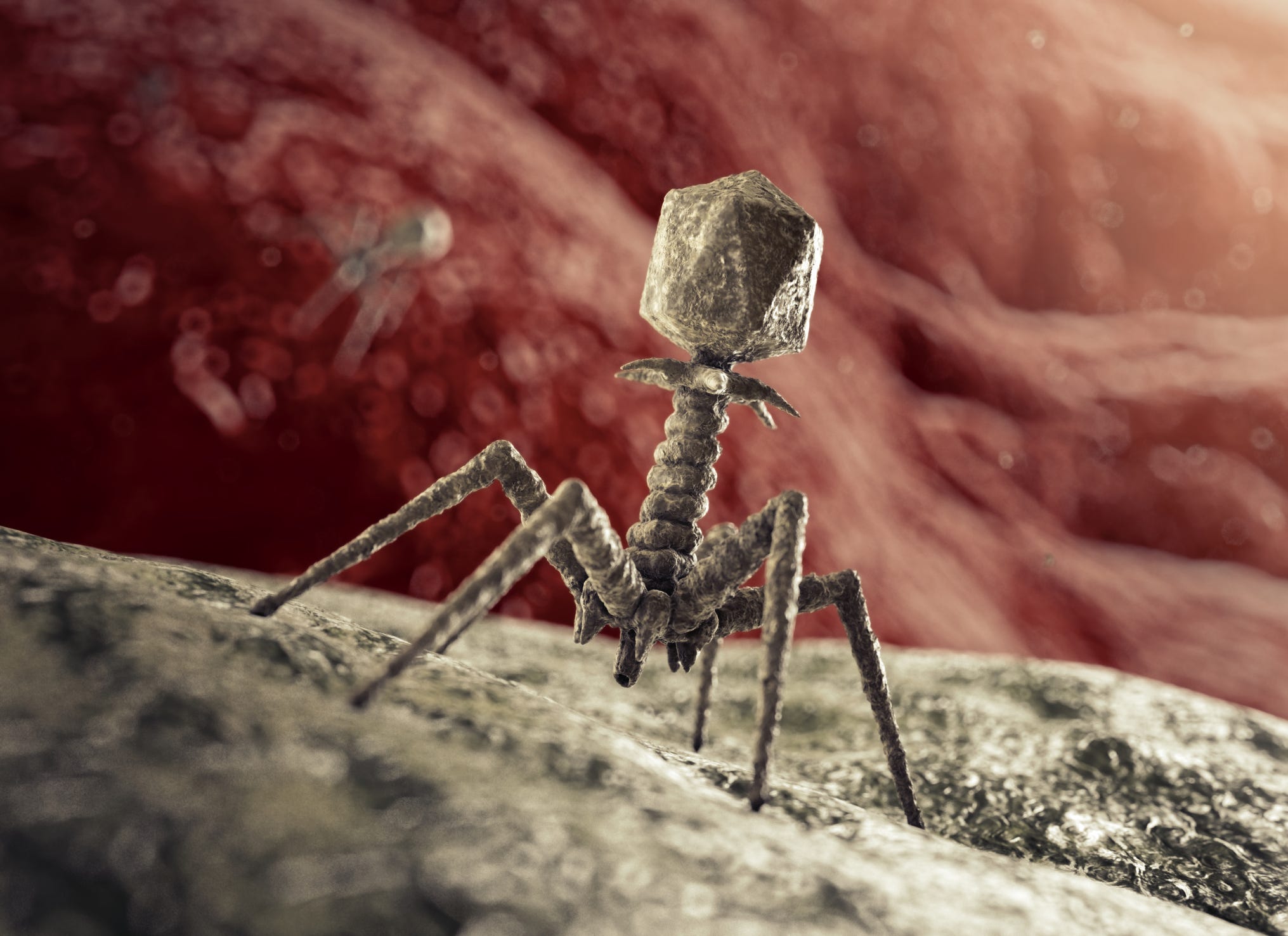 This illustration shows a bacteriophage landing on a bacterial membrane.
