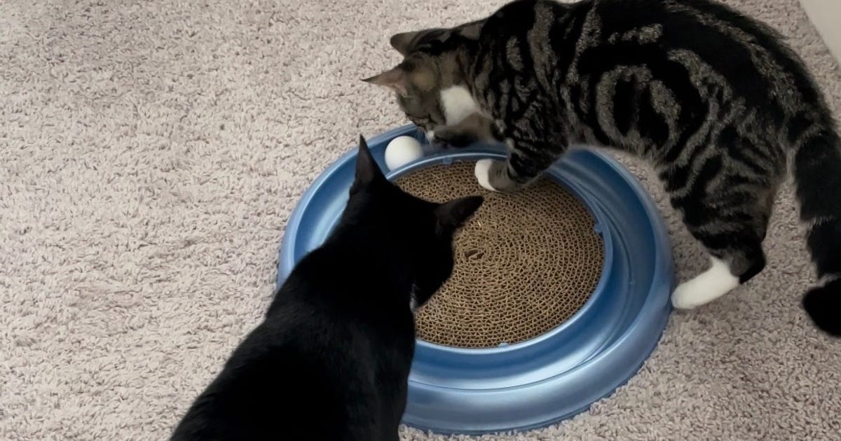 The 5 Best Cat Toys for Your Beloved Pet - CNET
