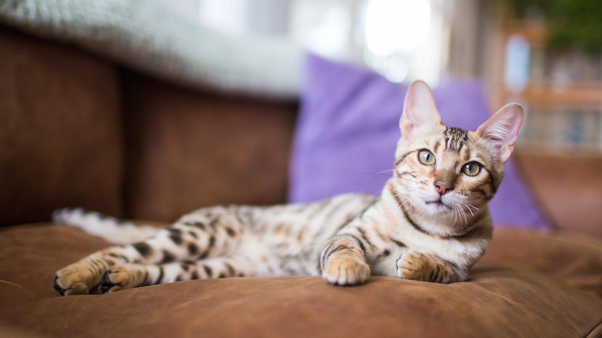 A bengal kitten lies in a relaxed pose on a couch indoors and looks at the camera.