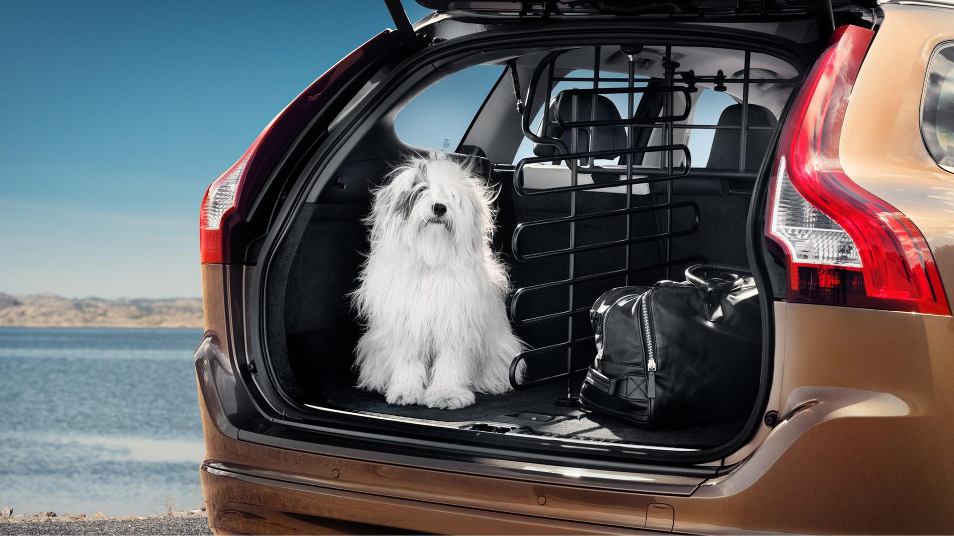 220900-chicago-dogs-find-new-homes-and-can-get-there-safely-thanks-to-volvo-and