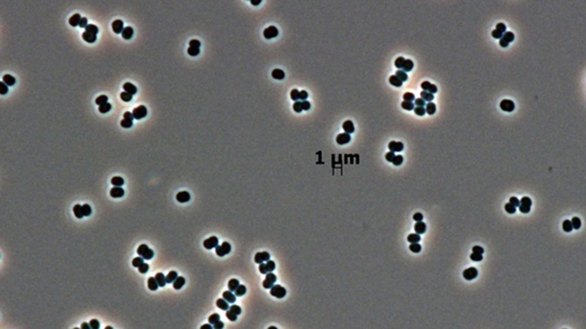 New species of spacecraft clean room microbe
