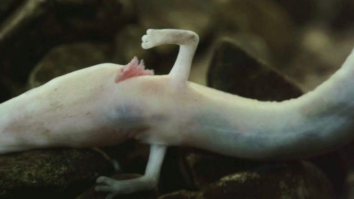 One blind cave salamander stayed still for a whopping seven years - CNET