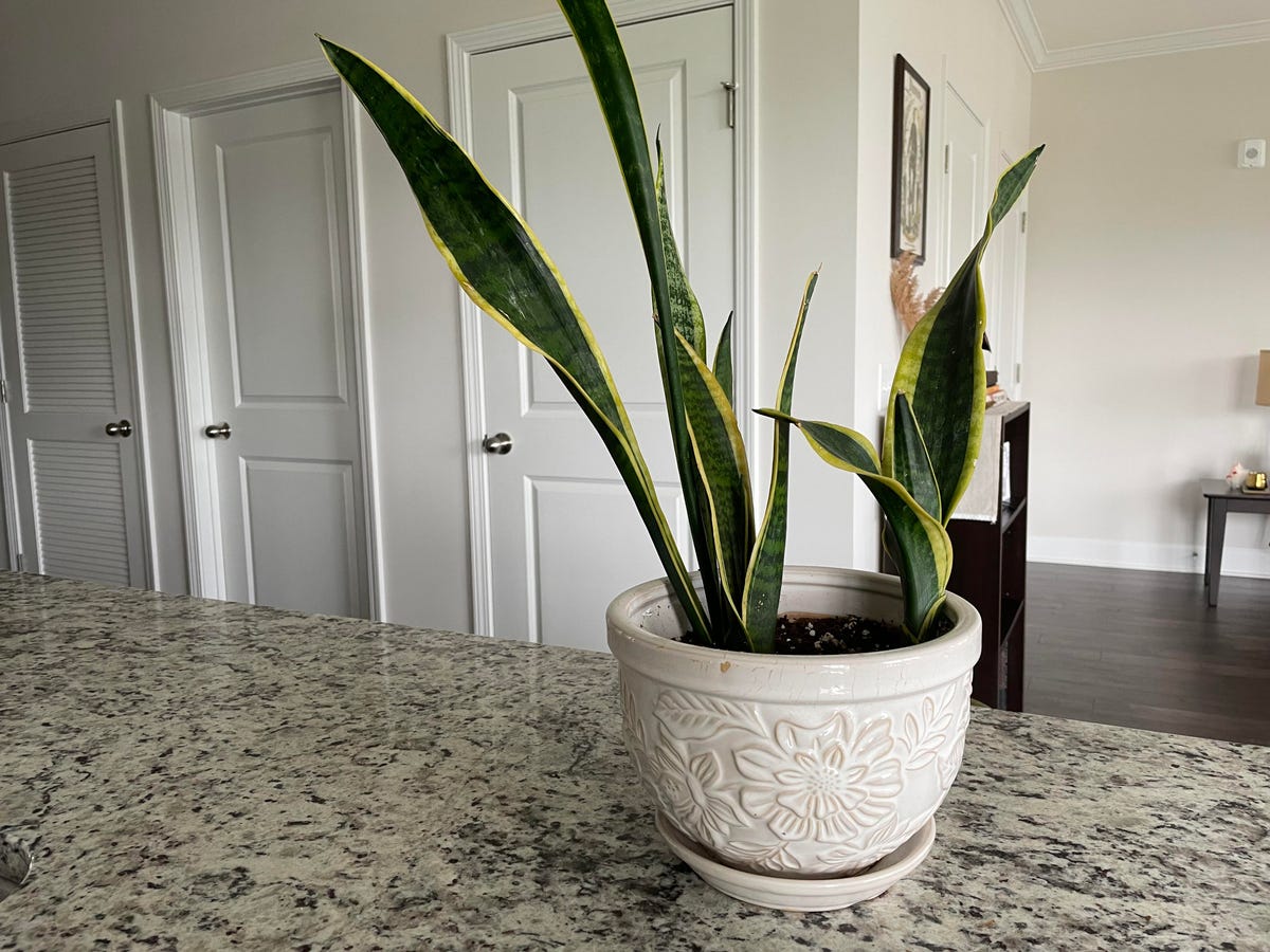A snake plant sitting on a granite countertop in a ceramic pot.