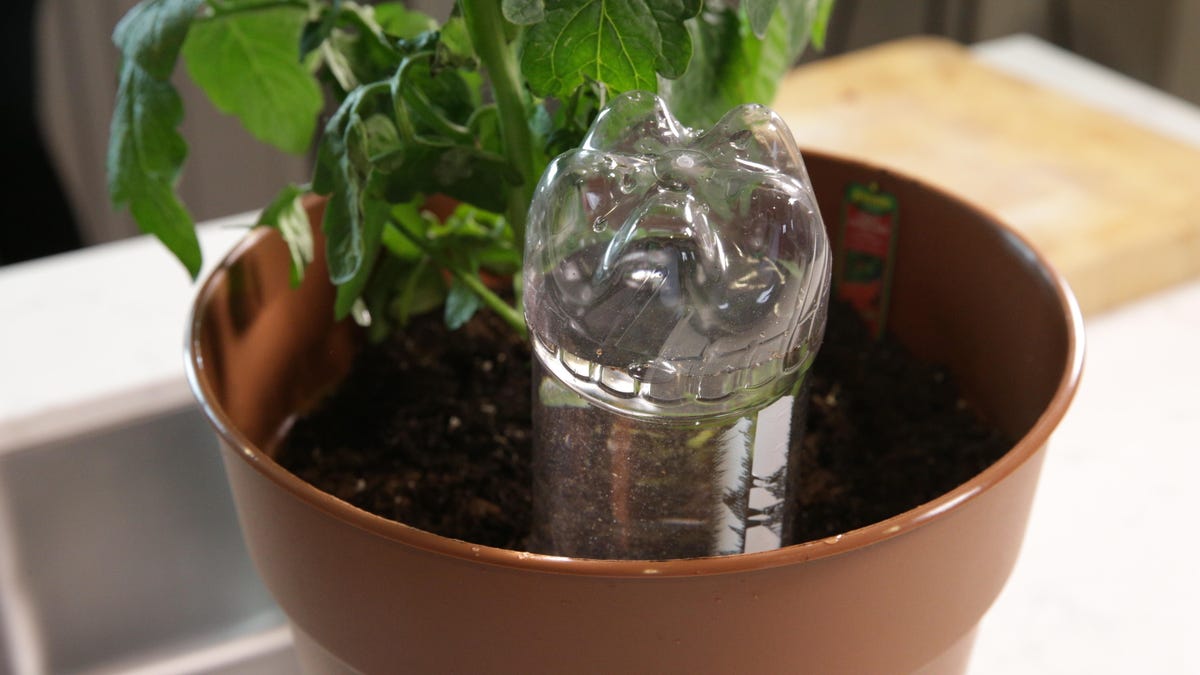 Plastic water bottle turned upside down and stuck inside soil next to a plant in a pot