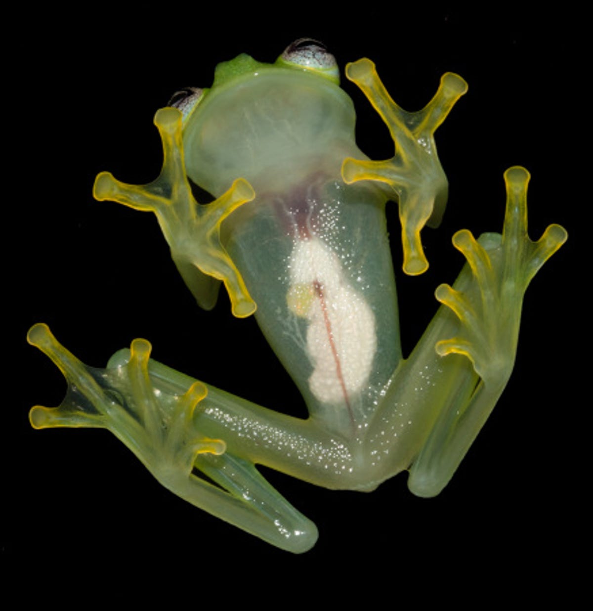 glass-frog.jpg