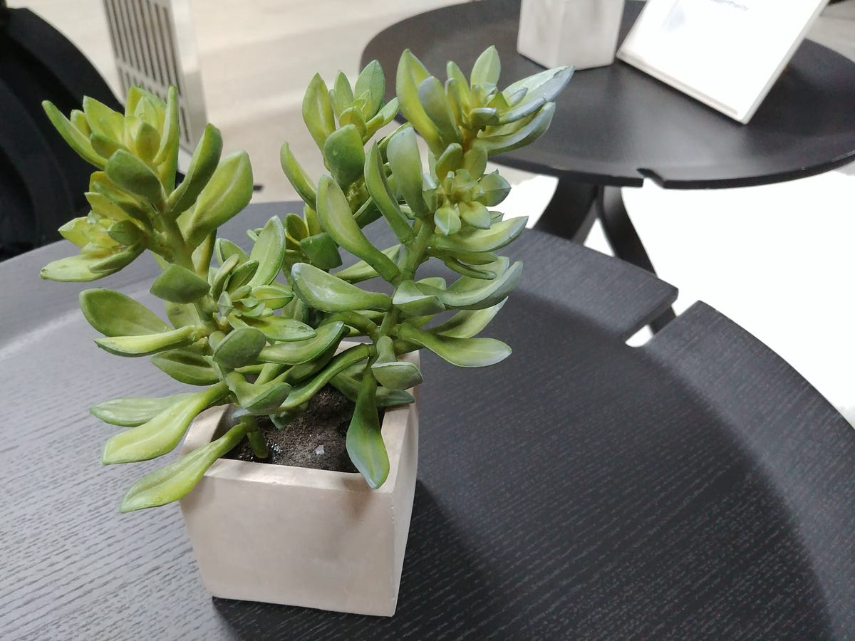 succulent plant on a black table