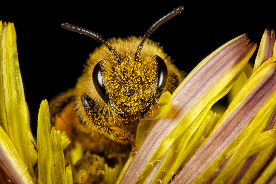 Lähikuva mehiläisestä, joka katsoo suoraan katsojaan.