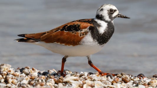 A ruddy turnstone looks for tasty tidbits among the rocks on the shore of Lake Erie in northern Ohio. The bird got its name from the way it flips stones over to find food.