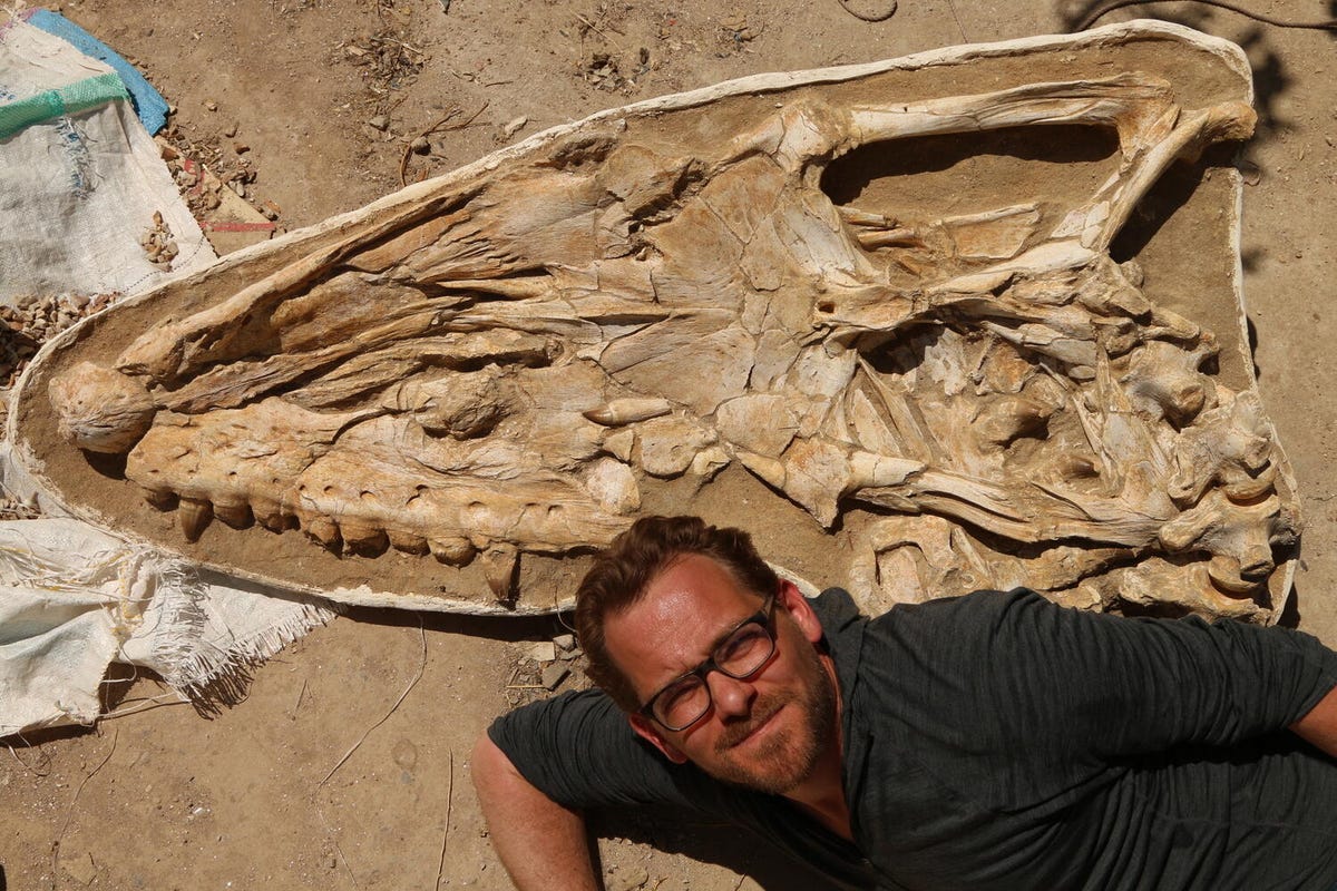 A man in glasses in a dark shirt poses on the ground next to a large fossil mosasaur skull.