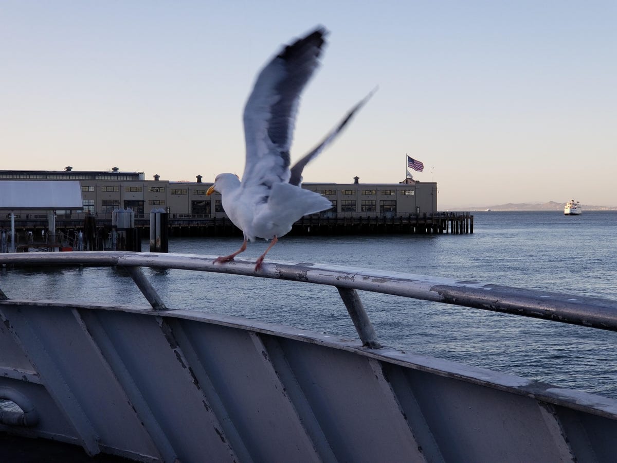seagull-taking-off-note-8
