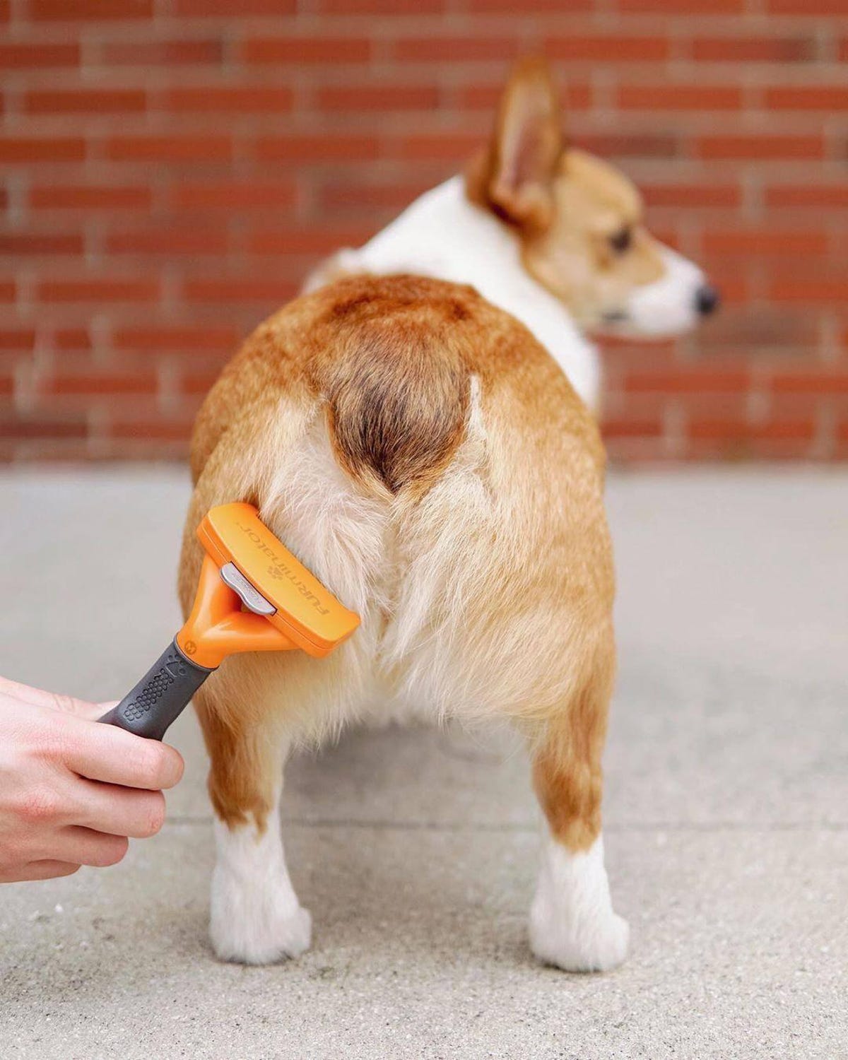 A dog getting brushed